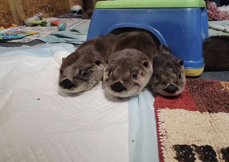 otters playing 