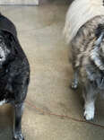 Elderly Pups Dropped At Shelter After Giving Their Family 12 Years Of Love