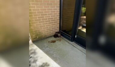 Navy Base Staff Members Shocked To Find Wild Orphans At Their Door
