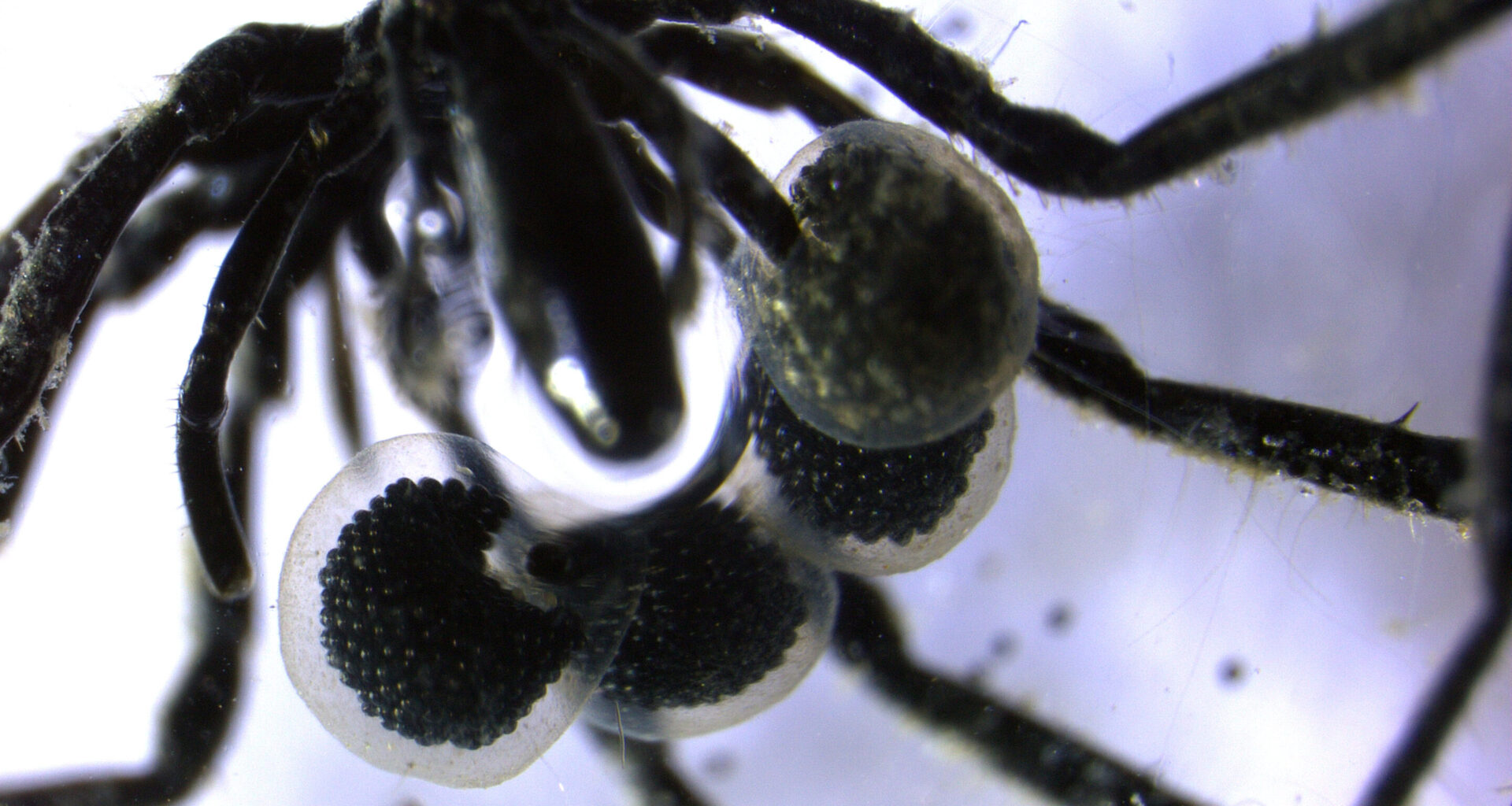 Genetic toggles, undersea farmers and exploding rockets
