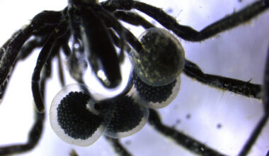 Genetic toggles, undersea farmers and exploding rockets