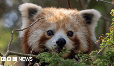 Brown spider money and red panda arrive at Paignton Zoo