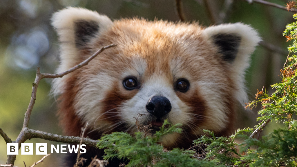 Brown spider money and red panda arrive at Paignton Zoo