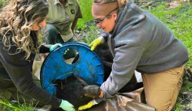Bear Freed After Head Was Stuck In Plastic Lid For 2 Years