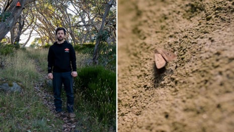 Bogong moths and the traditional owners scaling mountains to track them – video