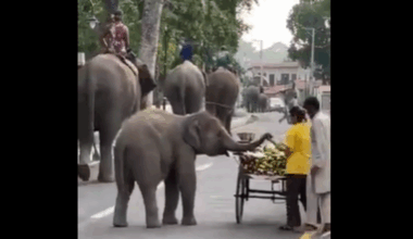 'Who will pay?': Baby elephant takes adorable snack break on road, internet swoons over the moment | Trending