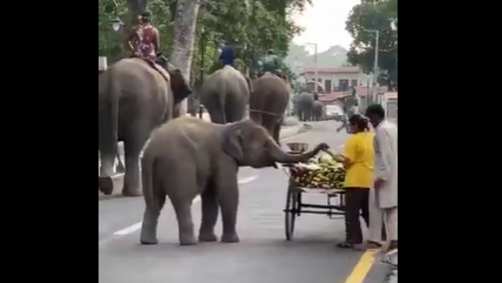 'Who will pay?': Baby elephant takes adorable snack break on road, internet swoons over the moment | Trending