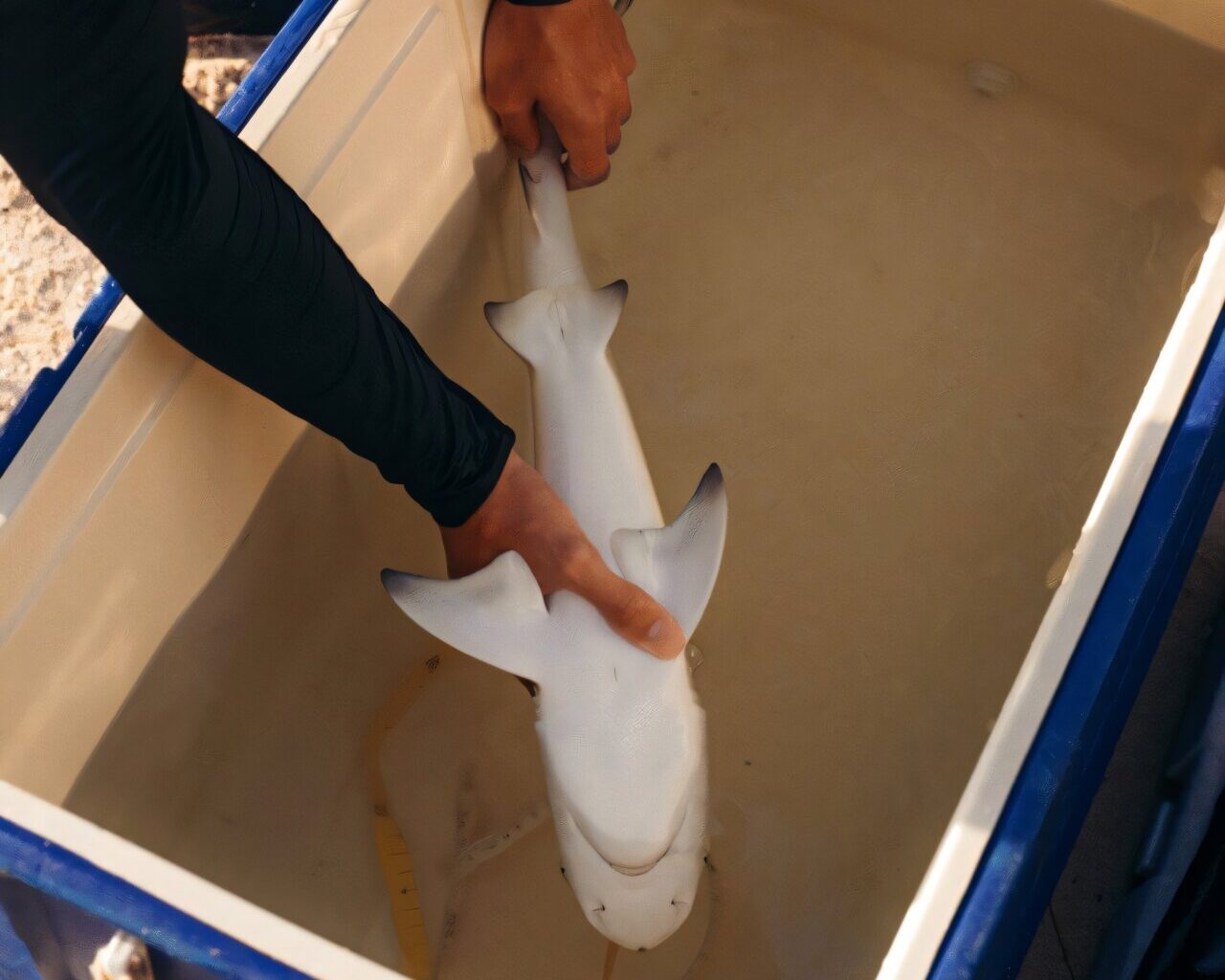 Sharks freeze when you turn them upside down—and there's no good reason why