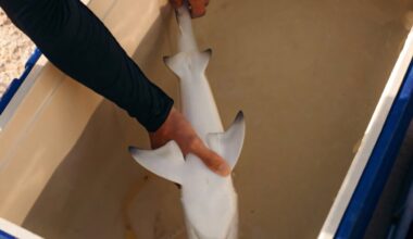 Sharks freeze when you turn them upside down—and there's no good reason why