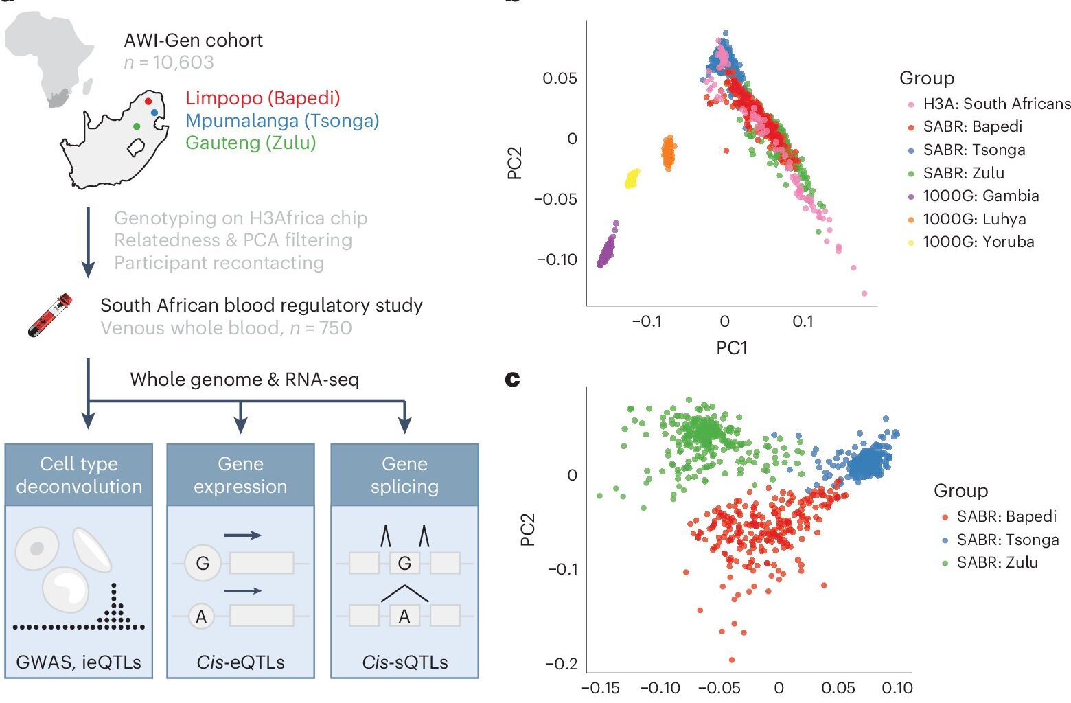First-of-its-kind dataset illuminates gene activity in African populations