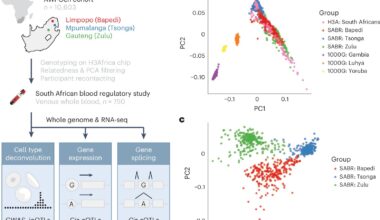 First-of-its-kind dataset illuminates gene activity in African populations