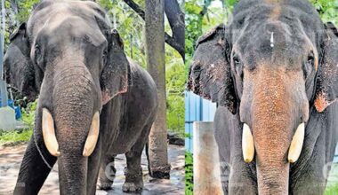 devaswom-tusker-ayappan-kutty