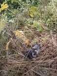 Guy Spots Pile Of Wet Fur Left In The Bushes After Storm — Then It Moves