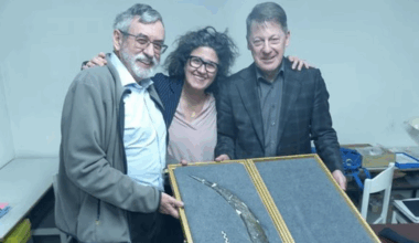 Archaeology breakthrough as experts discover 'world’s oldest boomerang' in Europe