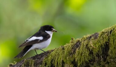New nature reserve to restore rainforest in Yorkshire Dales