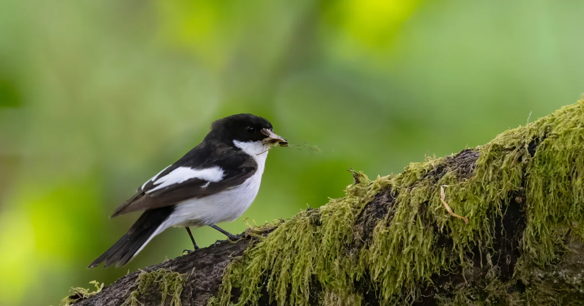 New nature reserve to restore rainforest in Yorkshire Dales