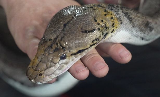 The snakes would not normally attack humans