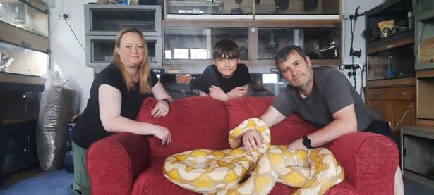 The snakes are now being cared for by the rescuers