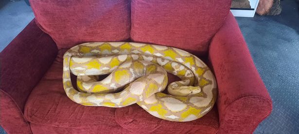 One of the snakes