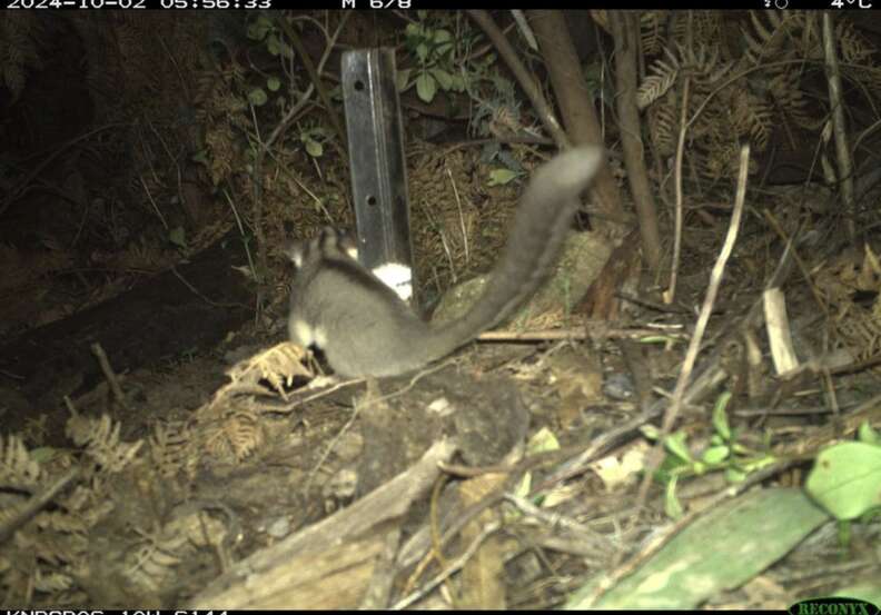 possum in woods 