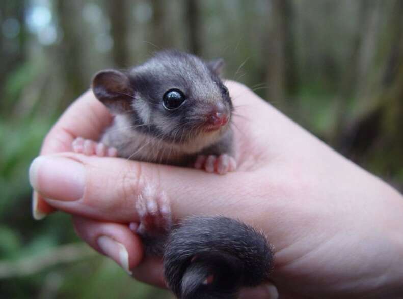 baby possum 