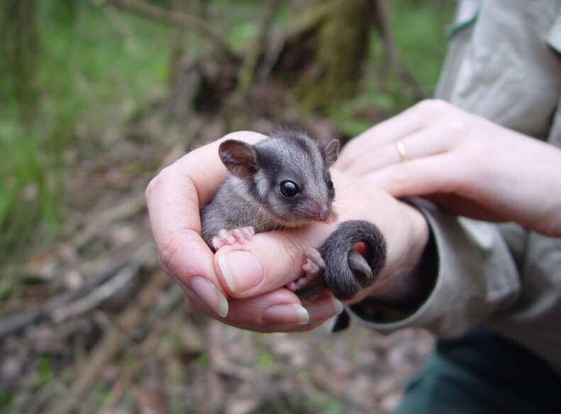 baby possum 