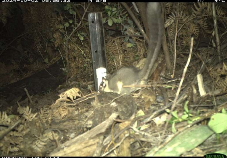 possum in woods 