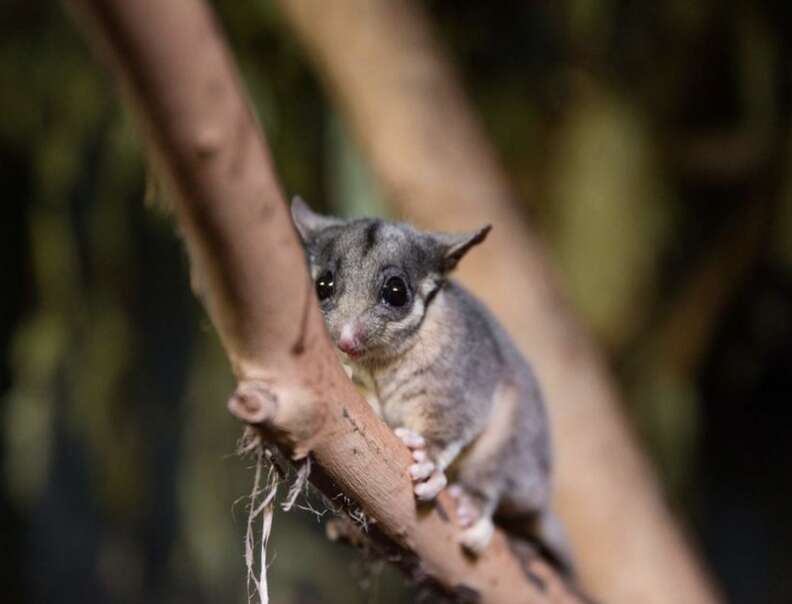 possum in tree 