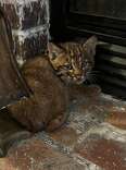 'Kitten' Hiding In Home During Storm Turns Out To Be Someone Unexpected