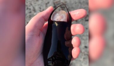 Woman Picks Up A 'Mermaid's Purse' On Beach — Then A Tiny Face Pops Out