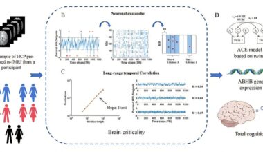 New study reveals genetic link between brain criticality and human cognition