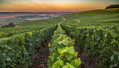 Top Attractions, Vineyards And Travel Tips