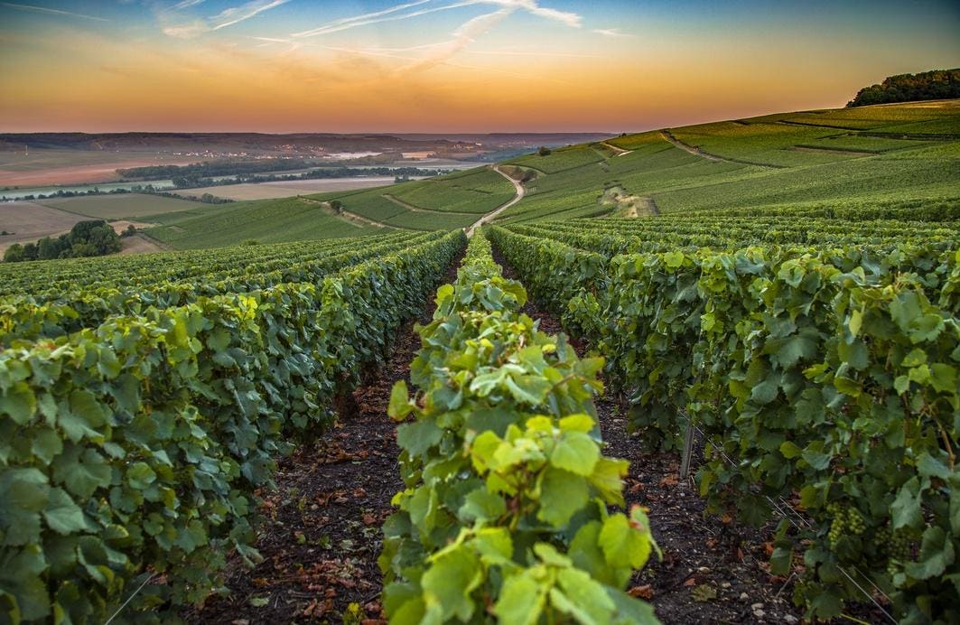 Top Attractions, Vineyards And Travel Tips
