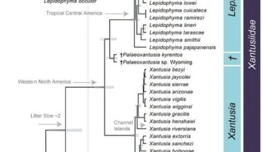 How night lizards survived the asteroid that ended the dinosaurs