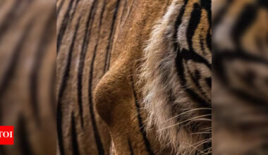 Another R’bore tiger with bone tumour raises concern over lack of gene diversity | Jaipur News