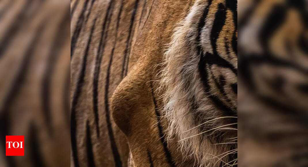 Another R’bore tiger with bone tumour raises concern over lack of gene diversity | Jaipur News