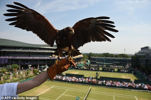 Rufus the Harris hawk is held by handler Imogen Davies as she is interviewed by the media at The All England Lawn Tennis Club in Wimbledon, southwest London, on July 6, 2018. - Rufus the Hawk is used at the All England Club to keep pigeons away from the venue. (Photo by Oli SCARFF / AFP) / RESTRICTED TO EDITORIAL USE        (Photo credit should read OLI SCARFF/AFP via Getty Images)