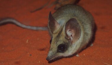Researchers discover two new species after genetic testing