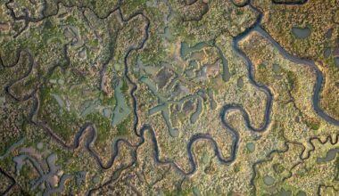 More Norfolk saltmarsh could be created in pollution fight
