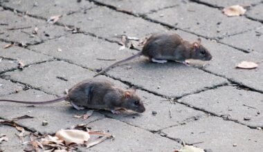 Expert's 5p test you can do to keep rats and mice away