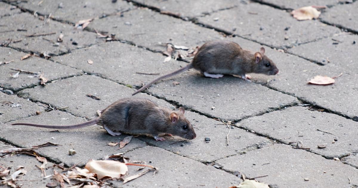 Expert's 5p test you can do to keep rats and mice away