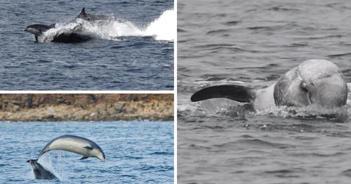 Where dolphins have been spotted along the North East coast