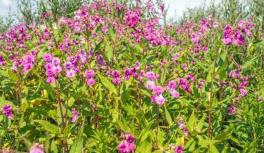Is Himalayan balsam illegal in the UK? What a fine could be