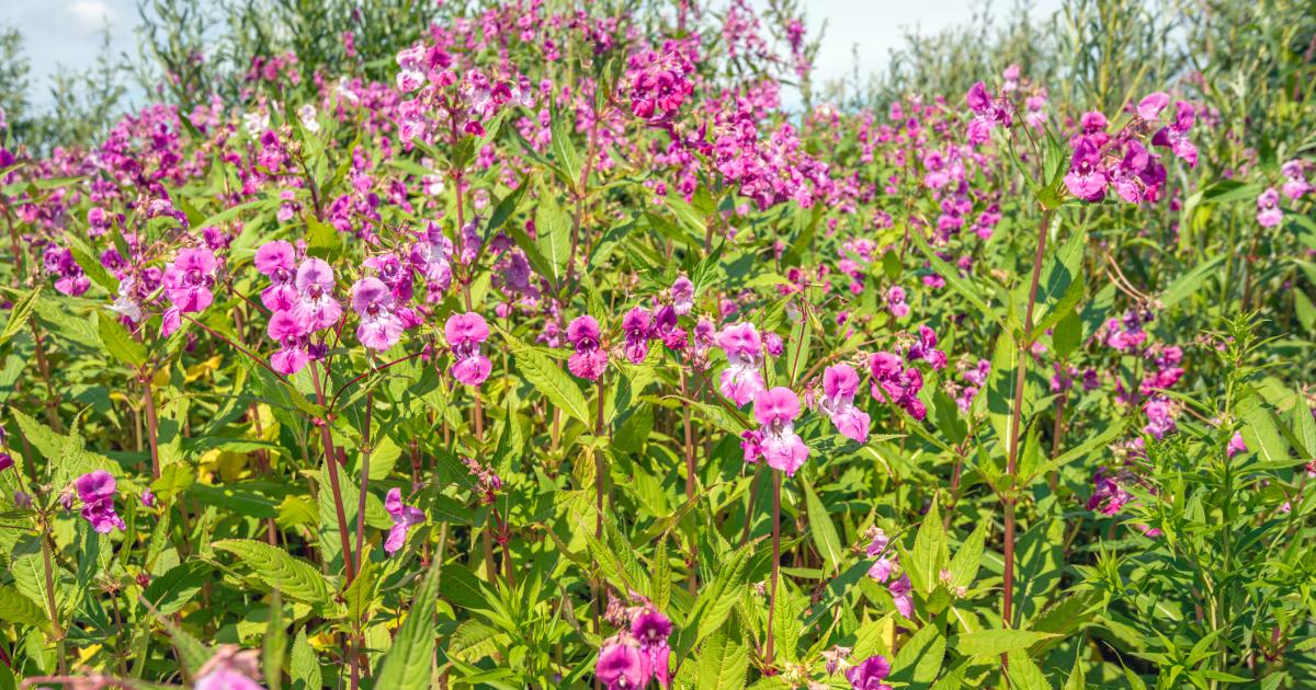 Is Himalayan balsam illegal in the UK? What a fine could be