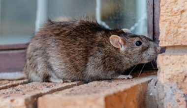 Experts shares tips to avoid rat attack in homes and gardens