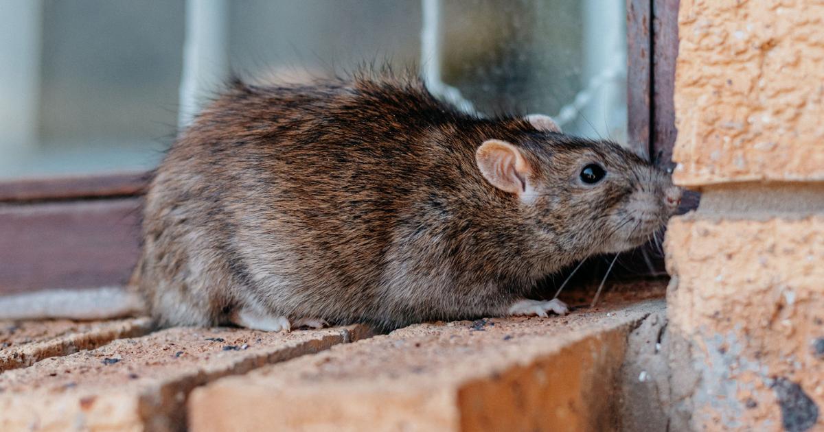 Experts shares tips to avoid rat attack in homes and gardens