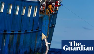Endangered sharks being killed at alarming levels in Pacific, Greenpeace claims, after cutting 20km of vessel’s longline | Sharks