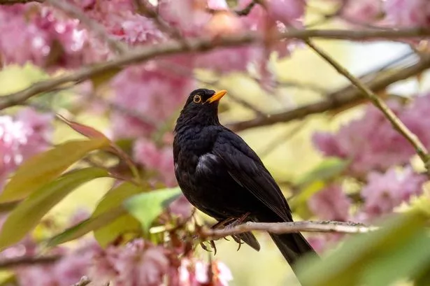 Blackbird Perched in a Cherry Tree