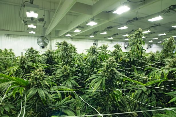 Police Scotland recovered cannabis worth £6.3 million. 