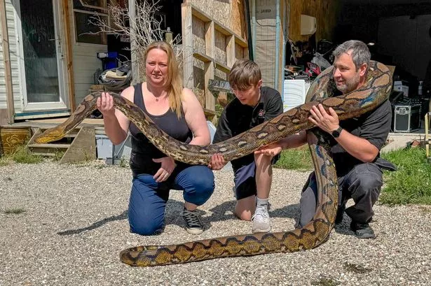 One of the pythons pictured after being rescued